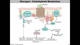 Lecture 10  Glucagon  Slide 172191 END [upl. by Godard]