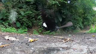 Red Helen Butterflies fly in slow motion Papilio helenus [upl. by Orutra639]