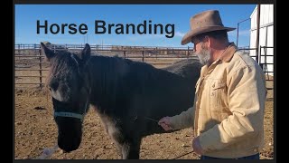 Horse Branding December 2020  Livestock Brand  Hot Iron [upl. by Eddy]