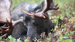 Hook of Anchorage Part 1 Best Bull Moose EVER  MooseMan Video Photography Calendar [upl. by Airt]