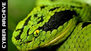 15 Most Venomous Snakes in the World [upl. by Bethanne]