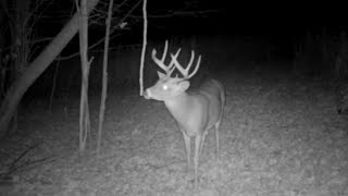 Advanced Whitetail Rut Hunting and Habitat Strategies [upl. by Alcott]