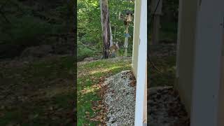 Double Trouble A Second Deer Strolls Into Our Backyard [upl. by Rases614]