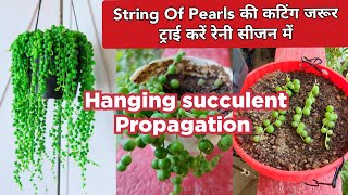 STRING Of Pearls Plant Care And Propagation  How to Grow amp Propagate String Of Pearls Succulent [upl. by Enovahs]