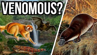 5 Surprisingly Venomous Animals [upl. by Grosz703]