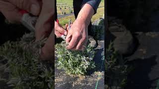 Pruning Young Lavender Plants [upl. by Brandwein]