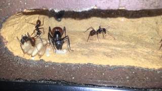 Camponotus gigas [upl. by Natsirhc]