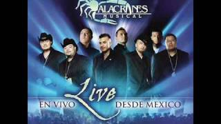 Alacranes Musical quotNo Voy A Llorarquot En Vivo Desde Mexico [upl. by Ramoh]