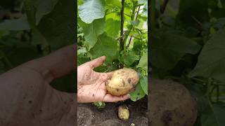 💥France வீட்டு தோட்டத்தில first உருளைக்கிழங்கு 🥔🥳 shorts shortsfeed food gardening potato [upl. by Aiveneg983]