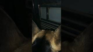 german shepherd angry voice 🦁germanshepherd dogshorts angry youtubeshorts dog explore video [upl. by Leinod676]