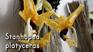 Orquídea Stanhopea platyceras [upl. by Owens487]