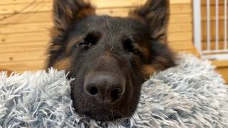 My German Shepherd Very Important Dog Schedule [upl. by Sayer]