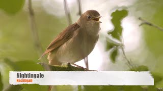 Nightingale Song  Nachtigall Gesang [upl. by Olnton682]