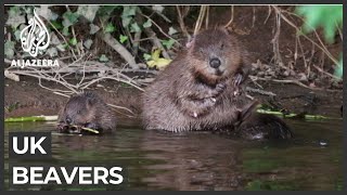 UK Endangered beaver making a comeback [upl. by Seka]