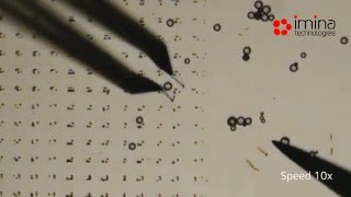 Particles Manipulation and Sorting with a MicroGripper on a Mobile Robot [upl. by Ladew]