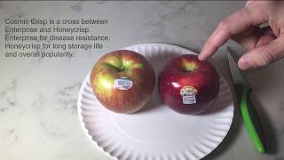 Cosmic Crisp vs Honeycrisp Apples [upl. by Owades]