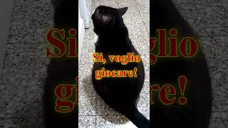 Athos VS Topino  cat funny viralshorts [upl. by Annavoj]