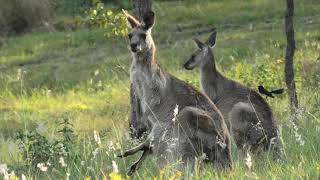 Eastern Grey Kangaroo 11 [upl. by Gelasius]