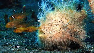 This Hairy Frogfish’s Bite is Too Fast For SlowMotion [upl. by Annil121]