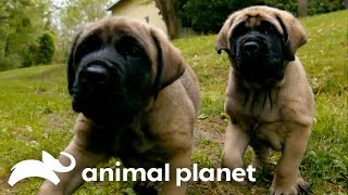 Adorable English Mastiff Twins Are Inseparable  Too Cute  Animal Planet [upl. by Notaes]