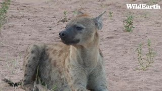 WildEarth  Sunset Safari  31 January 2024 [upl. by Adnahcal]