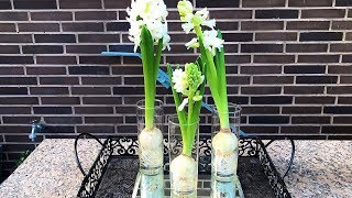 How to Grow Hyacinth in Water [upl. by Nrehtak]