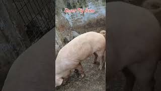 Big boar large white pig🔥pig animals shorts pets viralvideo [upl. by Rentschler461]