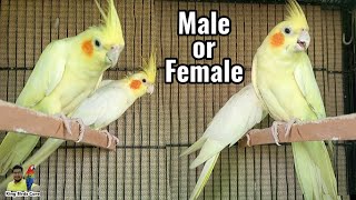 Cocktail male female difference  Cockatiel bird male and female difference [upl. by Anehsak822]