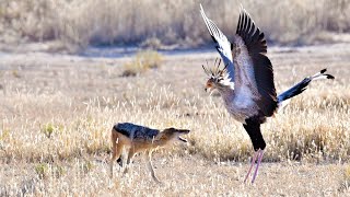 SECRETARY BIRD HARASSES JACKAL [upl. by Goddart]