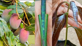 Stone grafting mango tree  mango grafting easy method stone grafting epicotyl grafting 💯 success [upl. by Terti559]