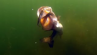 Most Insane Underwater Bass Fishing Footage Ever GoPro Footage of Giant Bass Eating Lures [upl. by Vanny238]