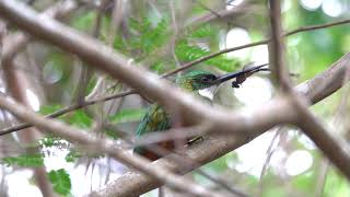 Male rufoustailed jacamar Galbula ruficauda [upl. by Uela]