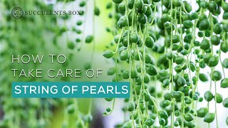 Best Tips to Care for String of Pearls Succulent Senecio rowleyanus  How to careguide [upl. by Cassil]