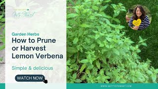 How to Prune or Harvest Lemon Verbena [upl. by Haroppizt]