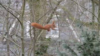 Ein Eichhörnchen baut sein Nest Kobel [upl. by Roque389]