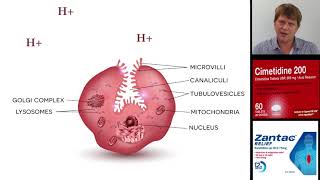 Cimetidine ranitidine Zantac and other histamine 2 blocking antacids [upl. by Dart]