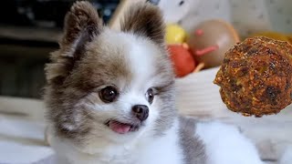 Cute Pomeranian Dog LOVES meatballs 🐶 [upl. by Baudelaire178]