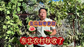 又是一个丰收年 乡村生活家 新农人计划2024 [upl. by Grinnell]