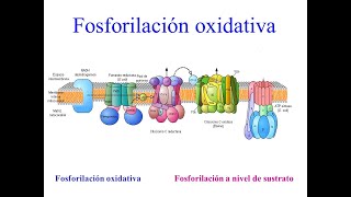 Cadena respiratoria fosforilación oxidativa y balance energético del catabolismo de la glucosa V61 [upl. by Cresa]