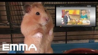 Mrs Emma the Hamster im ZDF facebook 2013 [upl. by Lilak]