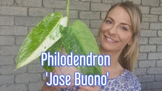 Philodendron Jose Buono  Repot  Care tips [upl. by Eustasius]