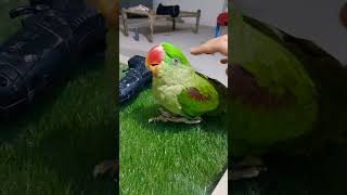 Talking parrot baby part 1 🥳😡🦜 angry [upl. by Bautram]