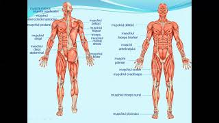 SISTEMUL MUSCULAR PROPRIETATI MUSCHI  Lectii de biologie clasa a VIIa [upl. by Fantasia]