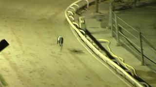 Greyhound 2024 11112024 Trial 5 [upl. by Eineeuq]