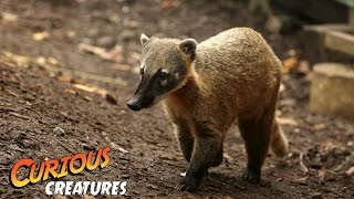 Coati  Curious Creatures [upl. by Jyoti]