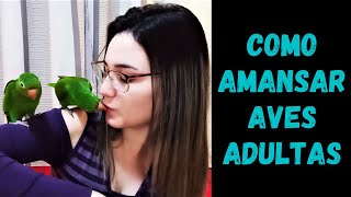 COMO AMANSAR AVES ADULTAS E ARISCAS  MARITACA  2000 INSCRITOS [upl. by Merideth514]