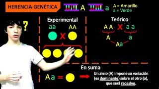 Introducción a la herencia genética fácil [upl. by Ahseyt]