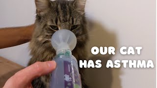 Our cat has asthma  How to use AeroKat  Norwegian Forest Cat [upl. by Ennoid579]