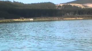 Hokianga Harbour  story of Opo and orcas [upl. by Ythomit]