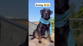 Ganpat chal photo keech 😏shorts shortsfeed labrador funny funnyvideos trending dog ytshorts [upl. by Adieno]